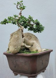 Streblus asper Lour tree