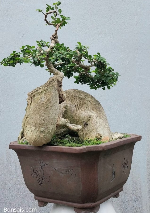 Streblus asper Lour tree
