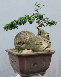 Streblus asper Lour tree