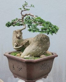 Streblus asper Lour tree