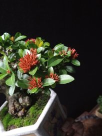 Lotus Ixora