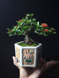 Lotus Ixora