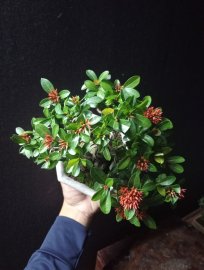 Lotus Ixora