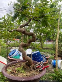 Yellow apricot tree, dragon shape