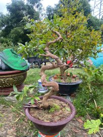 Yellow apricot tree, dragon shape