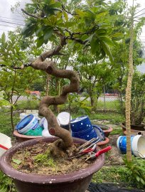 Yellow apricot tree, dragon shape