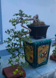 Scopolia nana waterfall tree