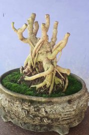 Ngũ gia bì hàng bonsai để bàn chất lượng