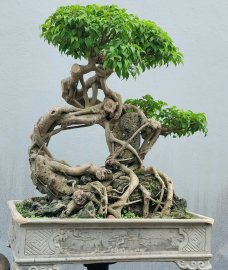 Ficus benjamina mature tree overrrock for years