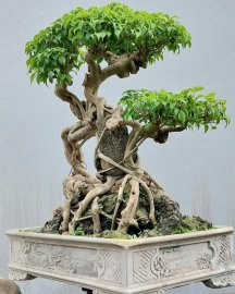 Ficus benjamina mature tree overrrock for years