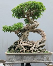 Ficus benjamina mature tree overrrock for years