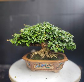 Hồng ngọc mai gl ae
