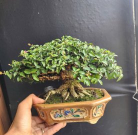 Hồng ngọc mai gl ae