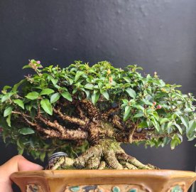Hồng ngọc mai gl ae
