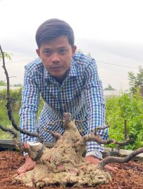 Water Jasmine Bonsai trained without scars