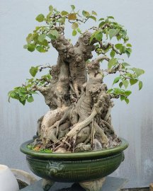 Bodhi mature tree