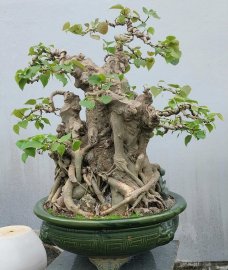 Bodhi mature tree