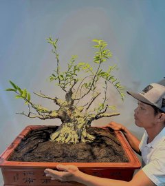 Water Jasmine Pre-Bonsai tree
