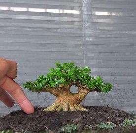Indo premna mini tree