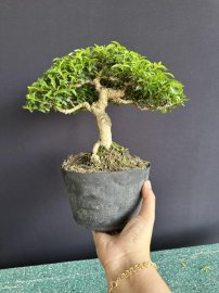 Mai chiếu thủy già và quá mịn rồi khách ơi
