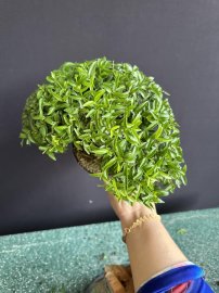 Mai chiếu thủy già và quá mịn rồi khách ơi