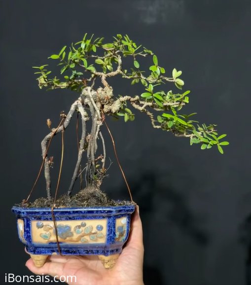 Scopolia nana tree