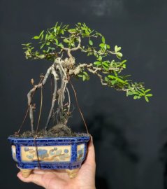 Scopolia nana tree