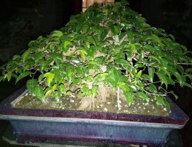 Ficus benjamina bonsai tree
