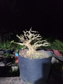 Linh sam về đêm....