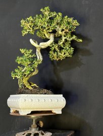 Antidesma acidum mountain tree