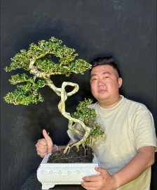 Antidesma acidum mountain tree