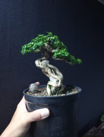Premna bonsai tree
