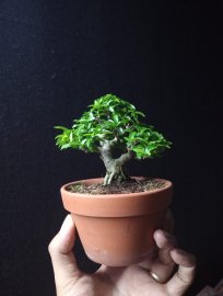 Water Jasmine bonsai -Wrightia religiosa mini tree