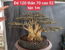 Linh sam