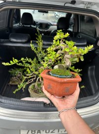 Scopolia nana mini tree 