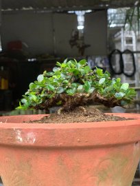 Sam núi trái trực lắc siêu mini