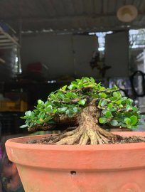Sam núi trái trực lắc siêu mini
