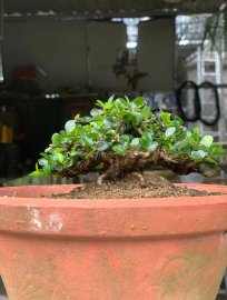 Sam núi trái trực lắc siêu mini