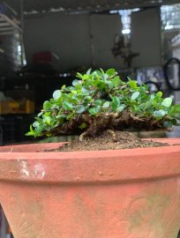 Sam núi trái trực lắc siêu mini