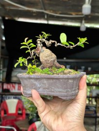 Scopolia nana mini tree 