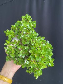 Mini sam núi già ạ