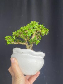 Mini sam núi già ạ