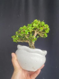 Mini sam núi già ạ