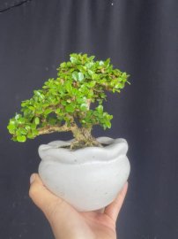 Mini sam núi già ạ