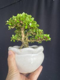 Mini sam núi già ạ