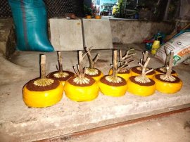 Water Jasmine pre-bonsai - Wrightia religiosa trees