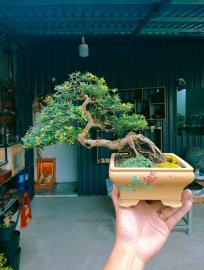 Blue bell bonsai tree