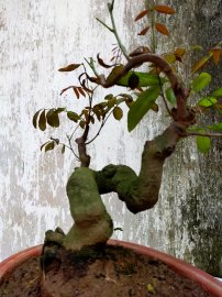 Cây nhãn Bonsai mini