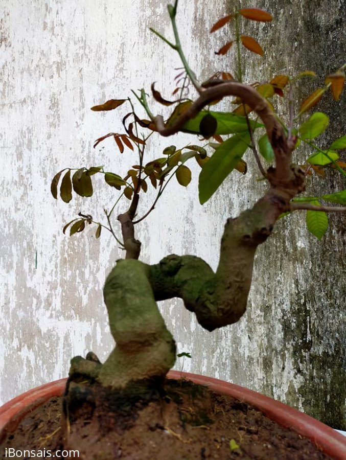 Cây nhãn Bonsai mini