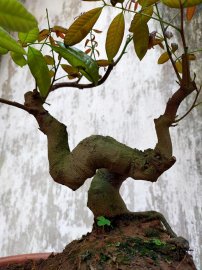 Cây nhãn Bonsai mini